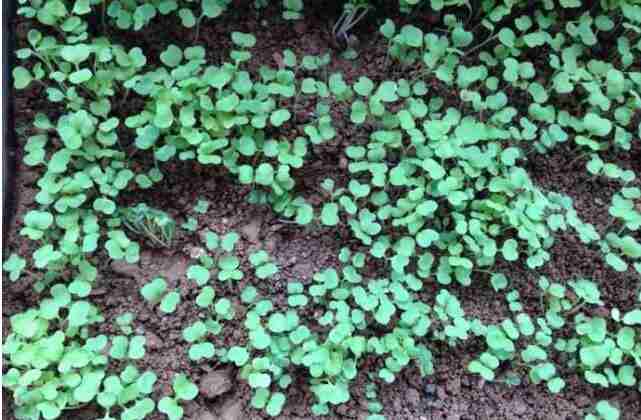 蔬菜土壤改良有哪些新技术(怎样改善土壤种植蔬菜)